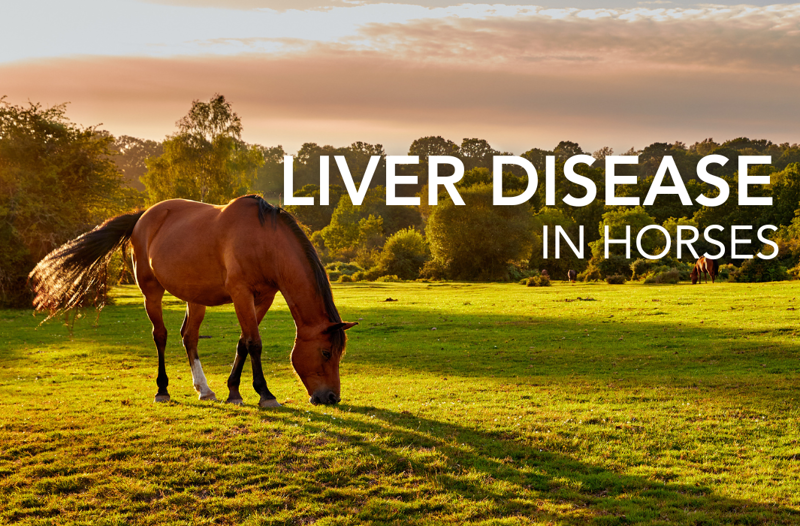 Liver disease in horses